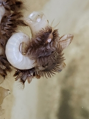 Fiona pinnata