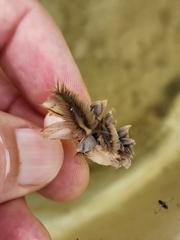 Fiona pinnata