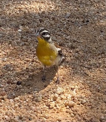 Emberiza flaviventris