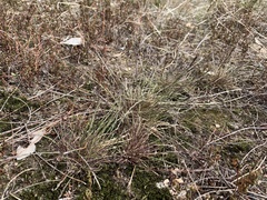 Tripogonella loliiformis