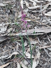 Comesperma polygaloides