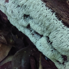 Ceratiomyxa fruticulosa