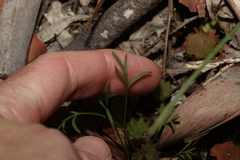 Glossocardia bidens