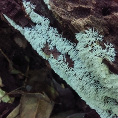 Ceratiomyxa fruticulosa