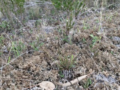 Tripogonella loliiformis