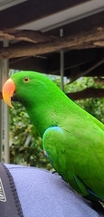 Eclectus roratus