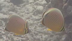 Chaetodon trifasciatus