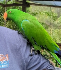Eclectus roratus