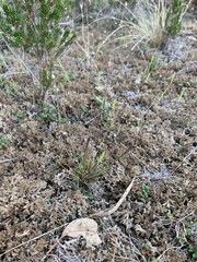 Tripogonella loliiformis