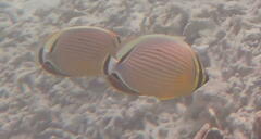 Chaetodon trifasciatus