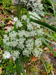 Anisotome haastii