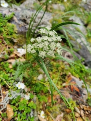 Anisotome haastii