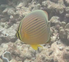 Chaetodon trifasciatus