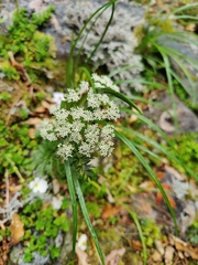 Anisotome haastii