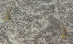 Chaetodon trifasciatus