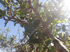 Searsia longispina