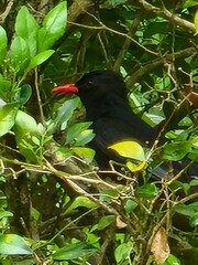 Hypsipetes leucocephalus