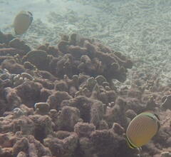 Chaetodon trifasciatus