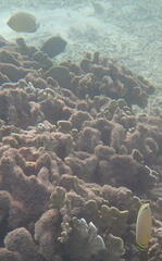 Chaetodon trifasciatus