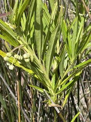 Gomphocarpus physocarpus