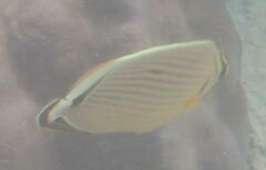 Chaetodon trifasciatus