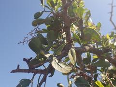 Searsia longispina