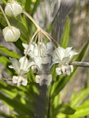 Gomphocarpus physocarpus
