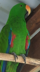 Eclectus roratus