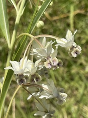 Gomphocarpus physocarpus