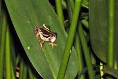 Hyperolius marmoratus