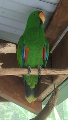 Eclectus roratus