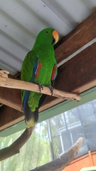 Eclectus roratus