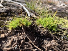 Isolepis hystrix