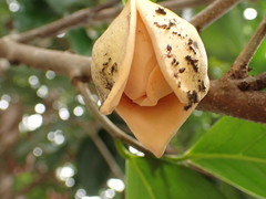 Annona montana