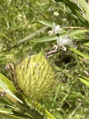 Gomphocarpus physocarpus