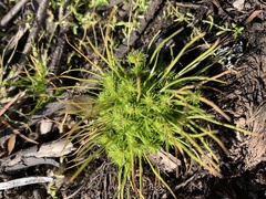 Isolepis hystrix