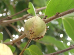Annona montana