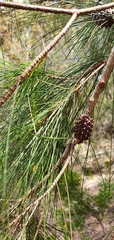 Casuarinaceae