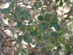 Grewia robusta