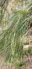 Casuarinaceae