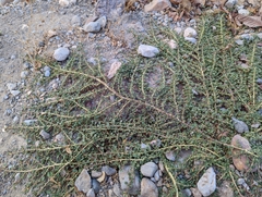 Amaranthus albus