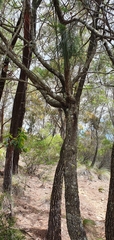 Casuarinaceae