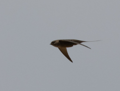 Cypsiurus gracilis