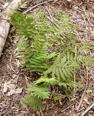 Leptopteris hymenophylloides