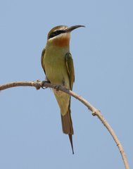 Merops superciliosus