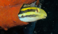 Petroscirtes breviceps