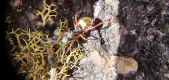 Dolichoderus doriae
