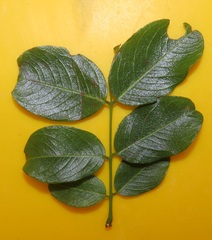 Dalbergia obovata