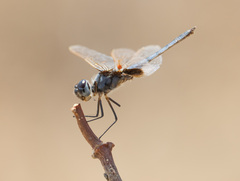 Urothemis edwardsii