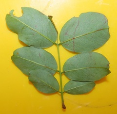 Dalbergia obovata
